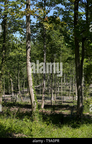 Die Ergebnisse für Wälder in West Sussex, die von Ash Dieback Krankheit erlitten hat und Asche Bäume zerstört, UK. Stockfoto