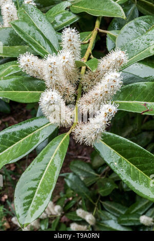 Prunus laurocerasus Cherry Laurel Stockfoto