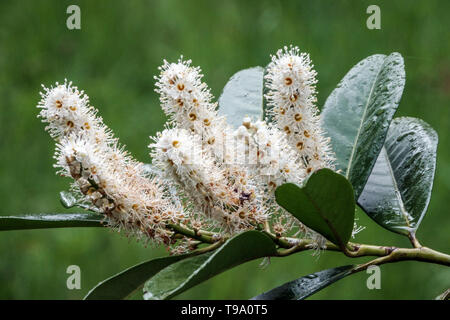 Prunus laurocerasus Cherry Laurel Stockfoto