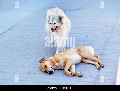 Zwei hungrige streunende Hunde auf der Straße in der Stadt. Stockfoto