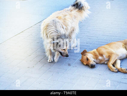 Zwei hungrige streunende Hunde auf der Straße in der Stadt. Stockfoto