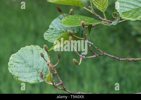 Erle, Alnus glutinosa neuen Kegel auf Zweig Stockfoto