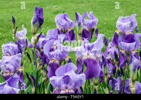 Blaue Schwertlilien, Iris germanica, Deutsche iris Stockfoto