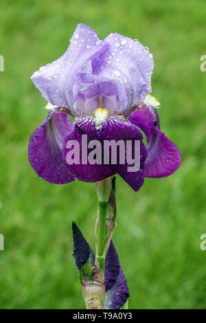 Deutsche Iris, Blau Iris Germanica, Wassertropfen auf Blume Stockfoto