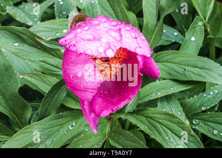 Paeonia arietina Anderson, Schöne lila Päonien, Pfingstrosen, Wasser Regen fällt auf Blume Stockfoto