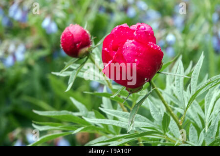 Farn Blatt Pfingstrose, Paeonia 'Smouthii', Rot Päonien, Pfingstrosen, Bud, schöne Blumen Stockfoto