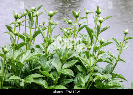 Paeonia lactiflora Knospen, Weiße Pfingstrose Knospen, Pfingstrosen an einem Gartenteich Stockfoto