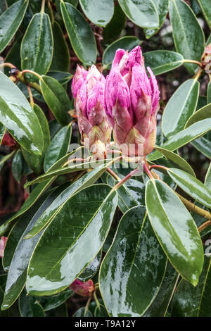 Purple rhododendron Knospe Knospen Stockfoto