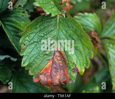 Blattfleckenkrankheit ("Phomopsis" resistent sowie obscurans) gemeinsame Pilzerkrankung verursacht eine V-förmige Läsion mit pyknidien auf eine Erdbeere Blatt Stockfoto