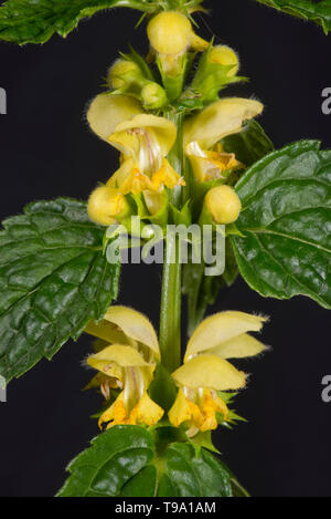 Gelbe Erzengel (Lamium galeobdolon) Gelb labiate Blüten und Blätter des Waldes Werk, Berkshire, Mai Stockfoto