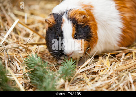 Nahaufnahme von roten Meerschweinchen Stockfoto