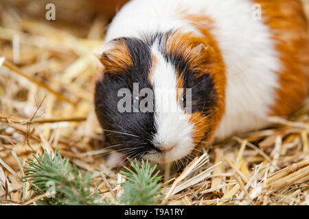 Nahaufnahme von roten Meerschweinchen Stockfoto