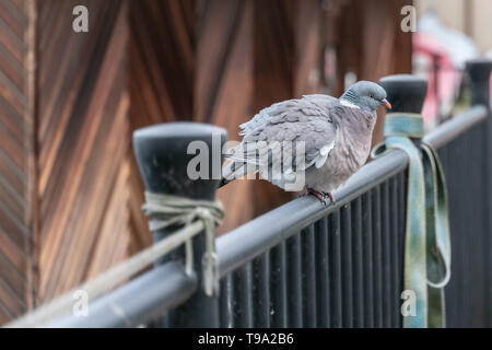 Der Frost pigeon Sitzen auf dem Geländer an einem kalten Wintertag Stockfoto