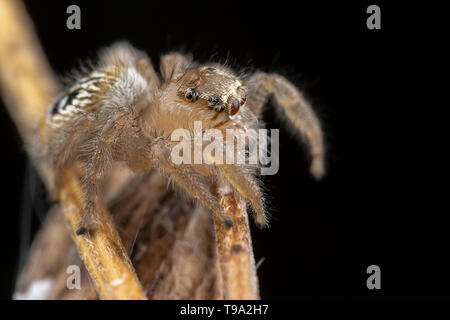 Wenig thyene Imperialis Spinne auf einem Zweig Makrofotografie posing Stockfoto