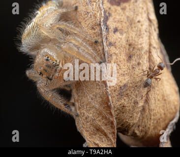 Wenig thyene Imperialis Spinne auf einem Zweig Makrofotografie posing Stockfoto