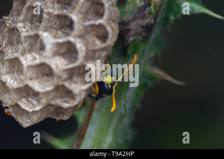 Europäische Feldwespe galicus Wasp Hornet kümmert sich um sein Nest und Larven Stockfoto