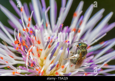 Massiver Befall von sehr kleinen Roten Spinnen mit Biene beobachten die Szene Stockfoto