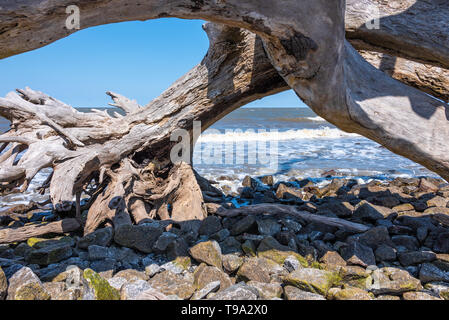 Sonnengebleichten Treibholz Baum auf Jekyll Island's Driftwood Beach entlang der atlantischen Küste von Südosten Georgiens Golden Isles. (USA) Stockfoto