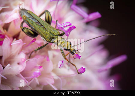 Oedemera nobilis posiert auf Blume Stockfoto