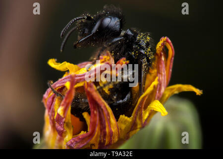 Kleine schwarze Biene stehend nach dem Schlafen auf einer Blume Stockfoto