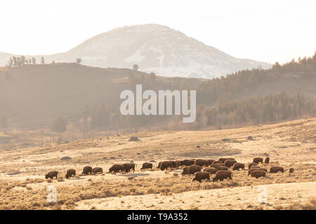 Eine Herde Bisons grasen im Lamar Valley mit Druid Peak im Hintergrund des Yellowstone National Parks am 10. Mai 2019 im Yellowstone, Wyoming. Stockfoto