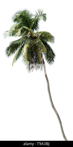 Foto Coconut Palm Tree Baum isoliert auf weißem Stockfoto