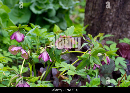 Nieswurz in einem Garten. Allgemein als christrosen bekannt, der Eurasischen Gattung Helleborus. Stockfoto