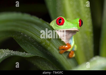 Red-eyed Tree Frog, der sich hinter dem Blatt Stockfoto