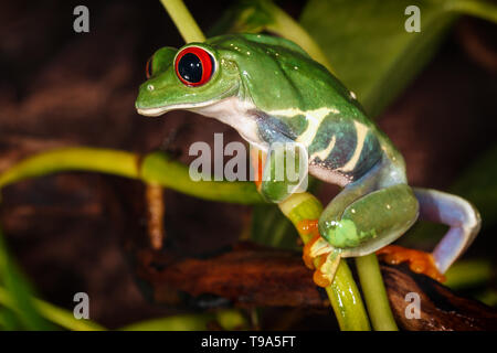 Red Eyed Laubfrosch klettert an der Pflanze Mast und nach unten schauen. Stockfoto