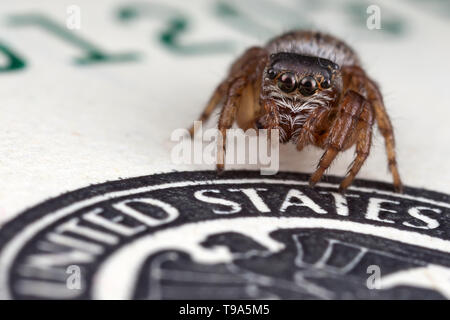 Jumping Spider auf hundert Dollar Stockfoto