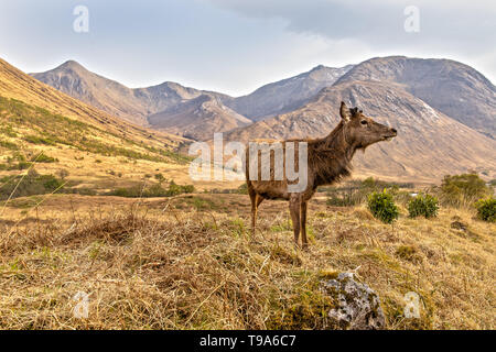 Rotwild in den schottischen Highlands in der Nähe von Glen Coe Stockfoto