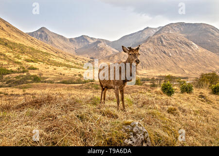 Rotwild in den schottischen Highlands in der Nähe von Glen Coe Stockfoto