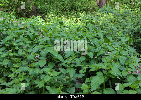Dickicht der Brennnessel im Frühjahr Wald. Stockfoto