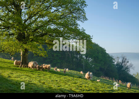 Schafe und Lämmer an einem frühlingsmorgen am Alten Hügel in der Nähe Wrington, North Somerset, England. Stockfoto