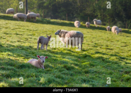 Schafe und Lämmer an einem frühlingsmorgen am Alten Hügel in der Nähe Wrington, North Somerset, England. Stockfoto