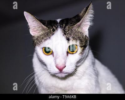 Schwarz-weiße adorable Katze kommt mit neugierigen Blicken mit gelben Augen. Stockfoto