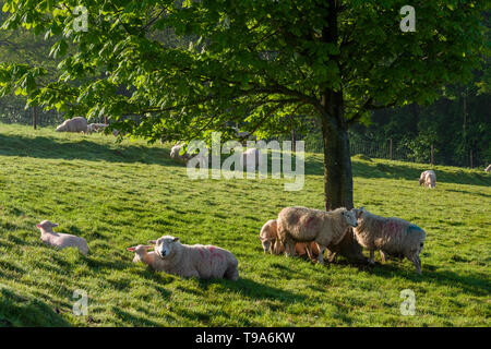 Schafe und Lämmer an einem frühlingsmorgen am Alten Hügel in der Nähe Wrington, North Somerset, England. Stockfoto