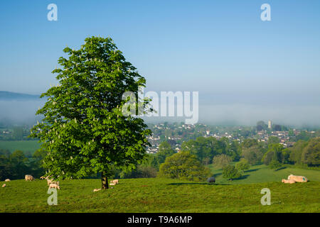 Schafe und Lämmer auf alten Hügel mit Blick auf das Dorf Wrington ummantelte im Frühjahr Morgennebel, North Somerset, England. Stockfoto