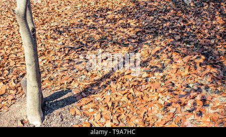 Textur von Herbst getrockneten Blätter. Im Herbst Park fotografiert. Stockfoto