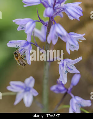 Eine Hummel, die Pollen von einem spanischen Bluebell Blume. Stockfoto