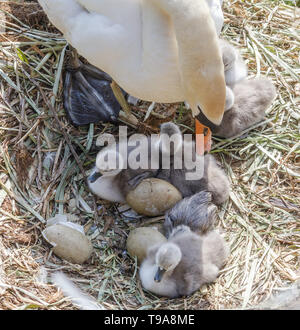 Frisch geschlüpfte Höckerschwan cygnets auf einem Nest mit Unhatched Eier. Der pen Swan ist gerade ihre Brut. Stockfoto