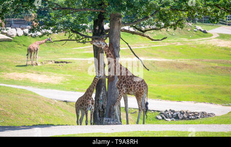 Gruppe von Giraffen Weiden im Park Stockfoto