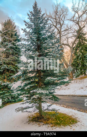 Üppigen Nadelwälder Baum an der Seite einer Straße bestäubt mit frischem Schnee im Winter Stockfoto