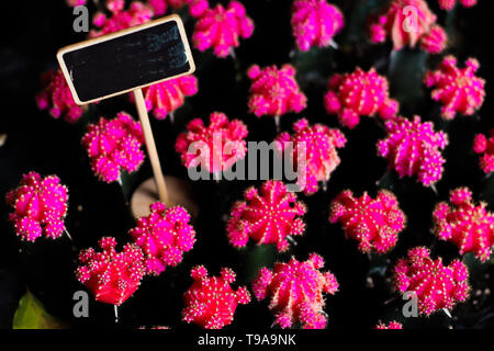 Schöne Blossom Pink Kaktusblüte mit gerahmten Tafel leer für Text Wort schreiben Hintergrund Stockfoto