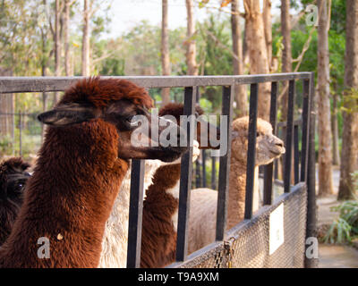 Süße braune und weisse Fell Alpaka Freuen - Nahaufnahme Foto von einem braunen Alpaka, die durch eine breite Palette von anderen Alpakas im Zoo Safari umgeben. Stockfoto