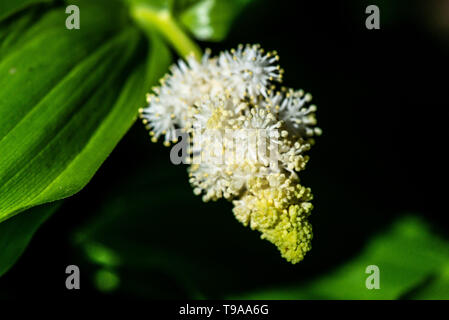 Die Blüten einer falschen Spitzenkarte (Maianthemum racemosum) Stockfoto