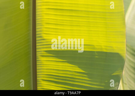 Banana Leaf, grünen tropischen Palmen Laub Textur Hintergrund. Sonnenlicht durch Blatt. Natur Hintergrund Stockfoto