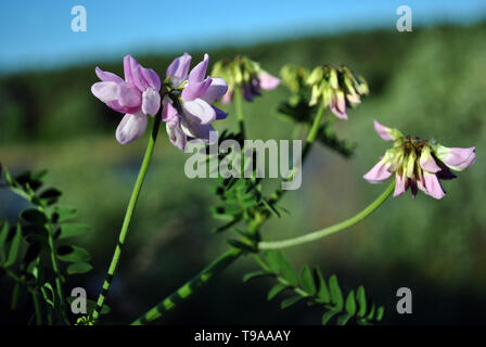 Securigera Varia (coronilla Varia), lila Krone vetch blühenden Blumen und Blätter in der Nähe bis Detail auf weichen verschwommenen Hintergrund Stockfoto