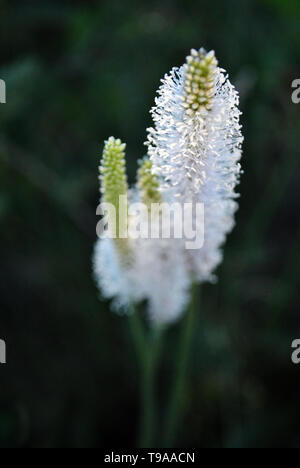 Mehr Wegerich oder fleaworts (Plantago major) Pflanze flauschigen weißen Blumen blühen auf dunkelgrünem Hintergrund unscharf Stockfoto