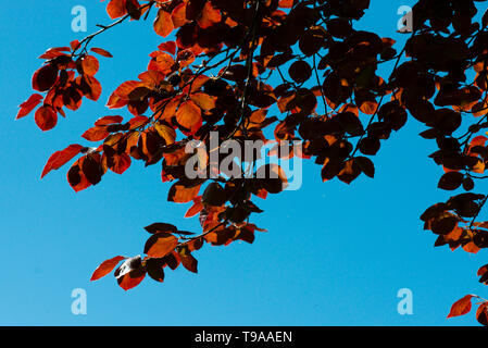 Die Blätter einer Kupferbuche gegen einen blauen Himmel (Fagus sylvatica purpurea) Stockfoto